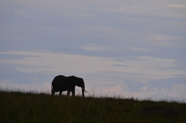 Elephant silhouette in Maasai mara - obrazy, fototapety, plakaty