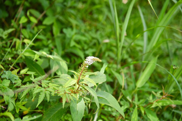 白いイタドリの花