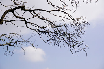 Wooden branches without leaves in the winter against blue sky background