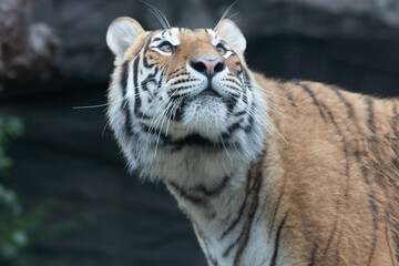 close up Siberian tiger on the yard