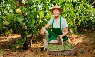 woman with bunch of grapes in grape plantation