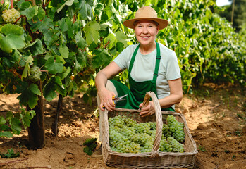 woman with bunch of grapes in grape plantation winemaking