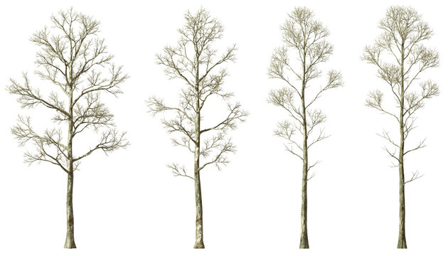 Die tree branches leafless woods forested cutout transparent backgrounds 3d rendering png