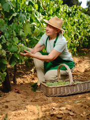 woman with bunch of grapes in grape plantation winemaking