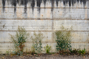 adventices au pied d'un mur de béton
