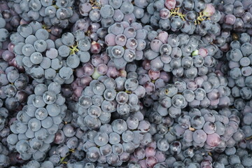 Black grapes full frame view , top view