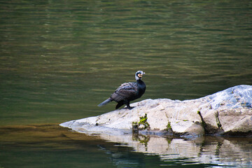A cormorant sitting on the rock.  Kyoto Japan
