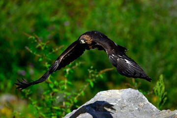 flying young Golden eagle // fliegender junger Steinadler (Aquila chrysaetos)