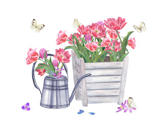 Bouquet of pink double tulips, crocuses, scilla. Spring Flowers in steel watering can and wooden flower pot. Fluttering white butterflies. Watercolor illustration isolated on white background. © Masha_tolk_art
