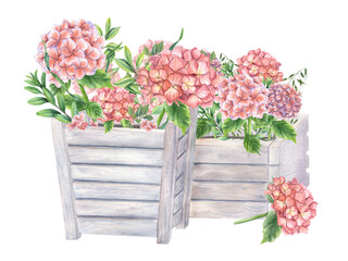 Lush blooming pink hydrangeas and green plants in wooden flower pots. Garden Hortensia branches. Watercolor illustration isolated on white background. Composition for urban garden, houseplant.