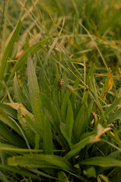 gestreifte Wespen spinne im Gras