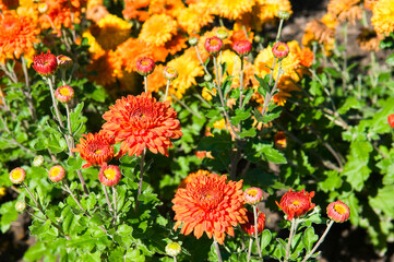 Bright orange and yellow chrysanthemums in the autumn flower bed.