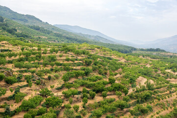 Paisaje agrícola tradicional de cultivo en terrazas, para conseguir aprovechar terrenos escarpados...