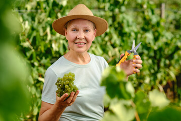 woman with bunch of grapes in plantation