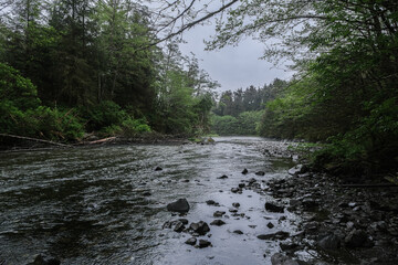 Lush woods rainforest jungle tree nature landscape scenery in Sitka Historical Park hiking trails with river, green bushes and vegetation in magic fairytale environment Baranof Island