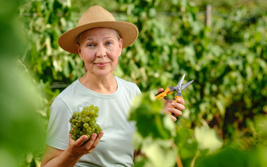 woman with bunch of grapes in plantation