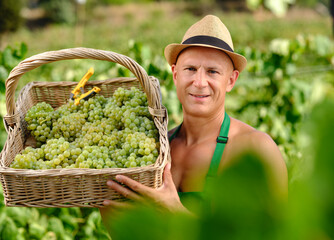 man with bunch of grapes in plantation winemaking