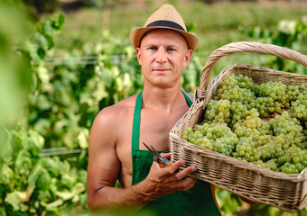 man with bunch of grapes in plantation winemaking