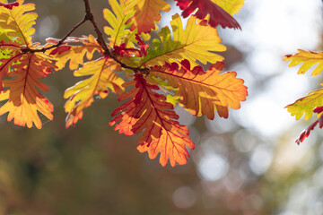Last autumn oak leaves on a branch.
