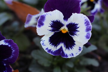 Purple, white and black pansy (Viola × Wittrockiana) hybrid flower