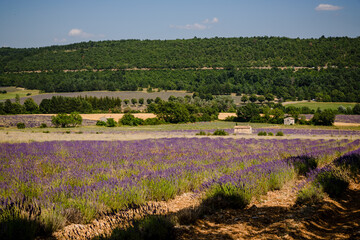 Champs de Lavandes à Sault en Provence