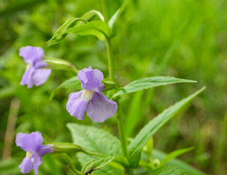 Mimulus ringens (Allegheny Monkey Flower) Native North American Wetland Wildflower