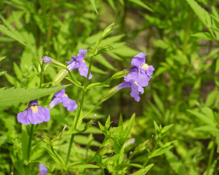 Mimulus ringens (Allegheny Monkey Flower) Native North American Wetland Wildflower