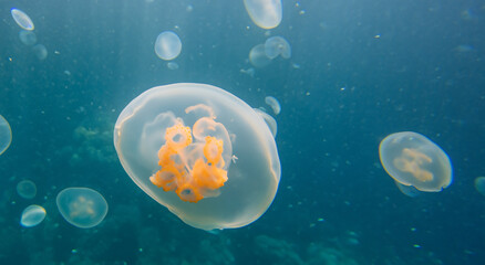 beautiful transparent jellyfish in the middle of the blue sea swimming with good lighting in high resolution and sharpness. sea ​​fish concept