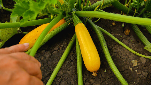 Over Ripe Zuchini