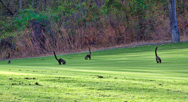 Small Group of Coatimundis, Digging for Food