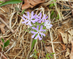 Phlox bifida (Sand Phlox) Native North American Prairie Wildflower