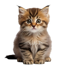 Siberian kitten sitting on a white background.