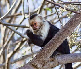 White Faced Capuchin Monkey in a Tree