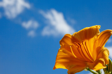 Orange Day Lily Flower with a Sky Background