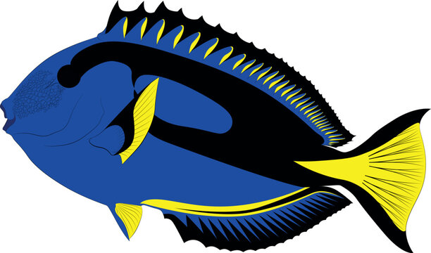 Paracanthurus hepatus blue tang doctor fish, surgeonfish flag tail surgeonfish graphic illustrations Pallet surgeonfish