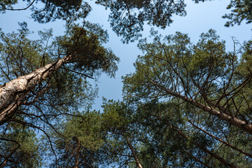 Wild forest landscape