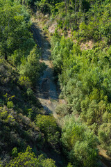 Wild forest landscape