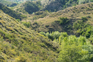 Wild forest landscape