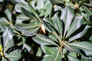 Green leaves as a natural background