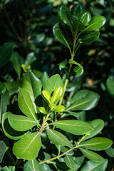 Green leaves as a natural background