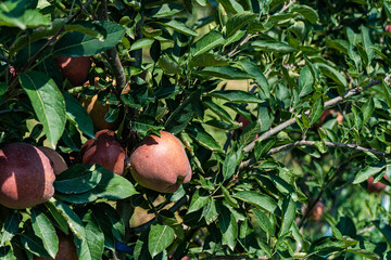 Ripe red apples in the garden