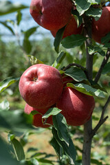 Ripe red apples in the garden
