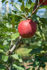 Ripe red apples in the garden