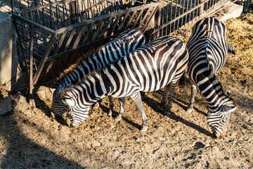 Fototapeta na wymiar Cute zebra animals in the zoo