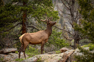 Roosevelt Elk in the Spring in the Rocky Mountain National Park