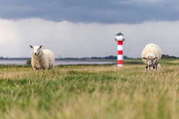 Sheeps grazing in front of a lighthouse at the flood dike at river Elbe of Glueckstadt,...