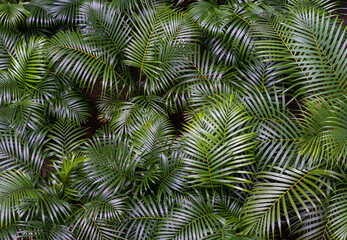 Green leaves from top for background. A group of green leaves. Dark green tropical leaf group background panoramic background concept of nature.