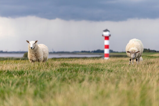 Sheeps grazing in front of a lighthouse at the flood dike at river Elbe of Glueckstadt, Schleswig-Holstein, Germany