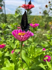 Butterfly in the garden
