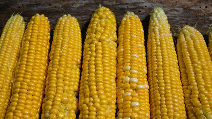 Cobs of ripe corn with yellow grain on a wooden table. Panorama.